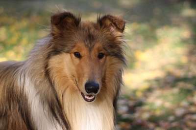 狗 粗糙牧羊犬 动物 犬类 宠物 户外 哺乳动物