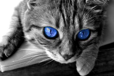 猫 眼睛 猫眼 脸 老虎 鲭鱼 红猫 甜 小猫 家猫 细心