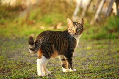 猫 小猫 鲭鱼 猫男孩 家猫 猫肖像 猫孩子