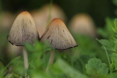 蘑菇 森林 落下 草地 屏幕真菌 林林下 蘑菇帽子