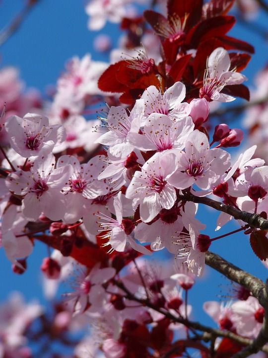 树 花朵 樱花 日本樱花的树 分行 粉红色的花朵 盛开 开花