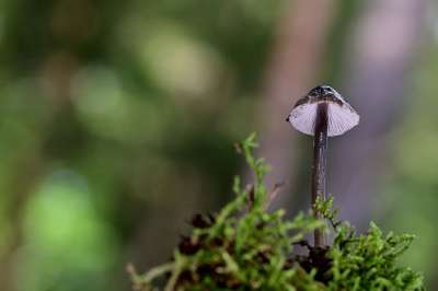 蘑菇 小蘑菇 掌舵 苔藓 森林 自然 落下