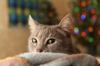 圣诞树 类型 假日 猫 灰猫 胡子 绿眼睛 闪光