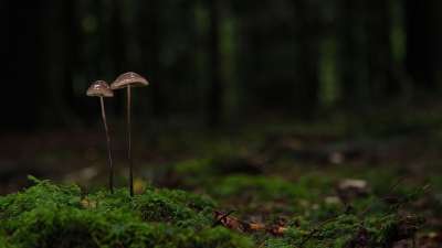 蘑菇 森林 苔藓 落下 蘑菇时间 蘑菇季节