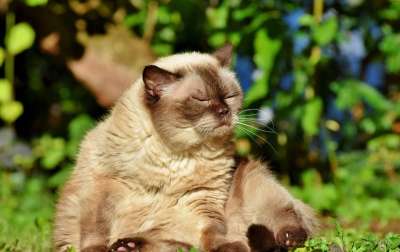 猫 品种猫 英国短毛猫 纯种 短发 毛皮 可爱的