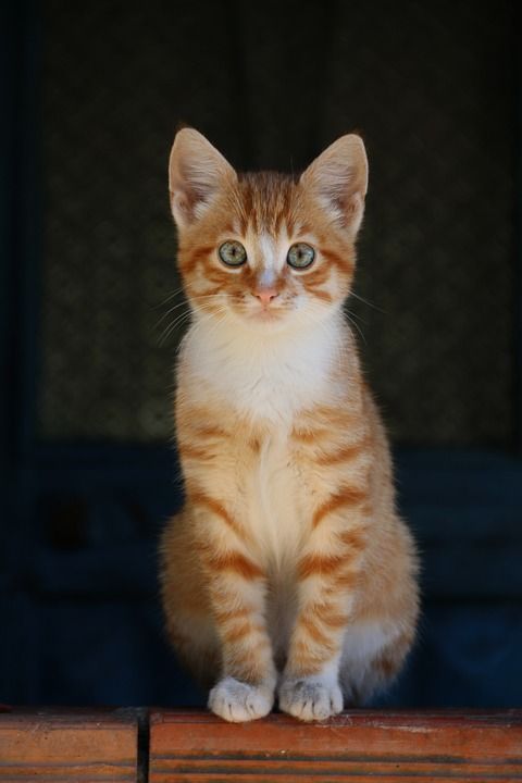 猫 动物 动物肖像 关 街 猫咪 羽毛