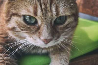 猫 红鲐鱼鱼骨 家猫 红色的 小猫 家畜 野生动物 猫脸 宿醉