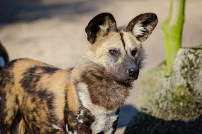 非洲野狗 动物 模糊 犬类 特写 生物 狗 耳朵 濒危 眼睛