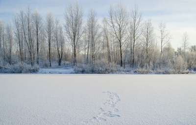 冬天 雪 森林 湖 冻结 景观 树木 痕迹 下雪的 季节