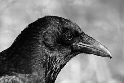 黑乌鸦 鸟 动物 Corvidae 喙 头 眼睛 羽毛