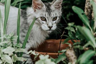 猫 花园 猫科动物 动物 自然 国内动物 户外 国内的猫