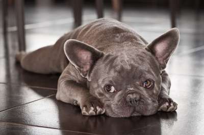 狗 法国斗牛犬 家畜 看法 灰色的 斗牛犬 种族 困了 朋友