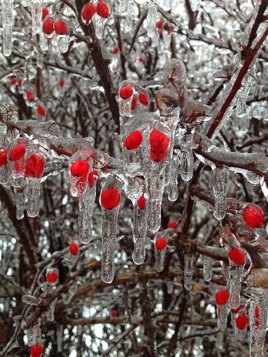 浆果 冰 冬天 芽 红色的 雪 树 分行 寒冷的 十二月