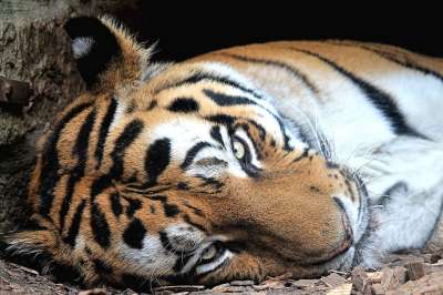 老虎 西伯利亚虎 捕食者 大猫 食肉动物 虎头 西伯利亚 危险的