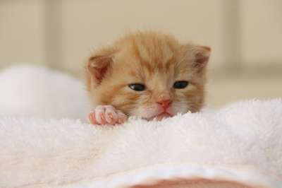 猫 小狗 年轻的猫 俏皮的 家畜 猫脸 Katzenkopf 头
