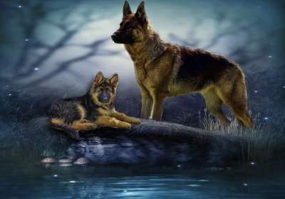 牧羊犬 小狗 家庭 动物 家畜 宝贝狗 肖像 背景 幻想 童话