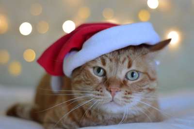 美丽的 猫 动物 肖像 动物伴侣 国内的 圣诞节 小猫咪 毛皮