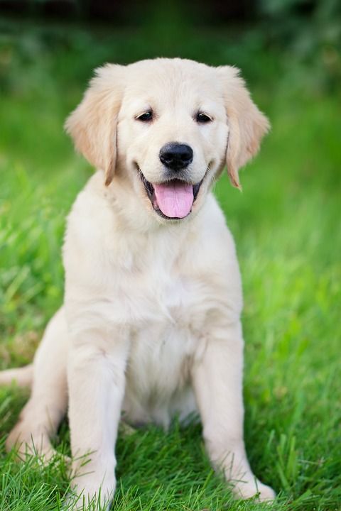 狗 小狗 金毛猎犬 年轻 白色的 家畜 纯种狗 在免费 自然
