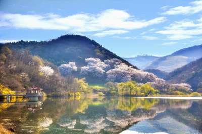 韩国 景观 大韩民国 大自然 风光 春天 湖 旅行 植物 水库