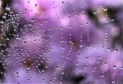 露 雨 湿的 抽象 降低 水滴 蜘蛛网 淡紫色雨 淡紫色的抽象