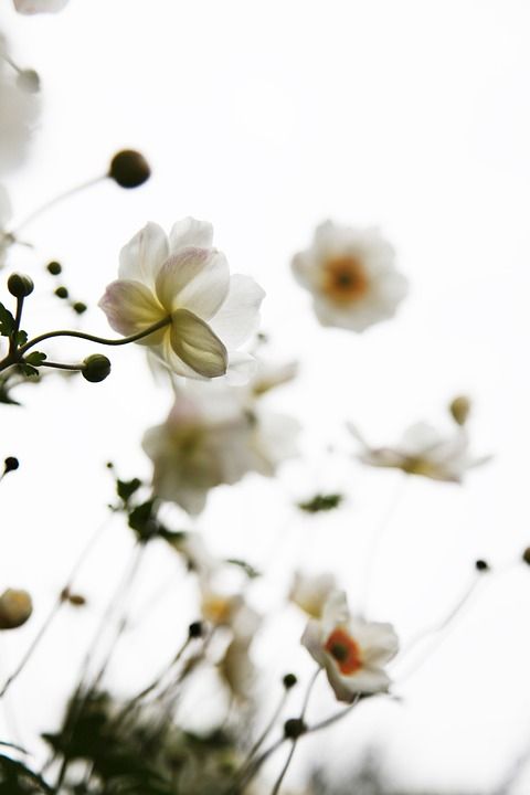 白色的 花朵 自然