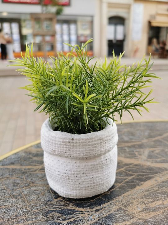 草药 盆花 室内植物 家居装饰