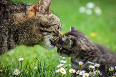 母亲节快乐 猫 小猫 家猫 可爱 宠物 动物 甜 母亲的幼崽