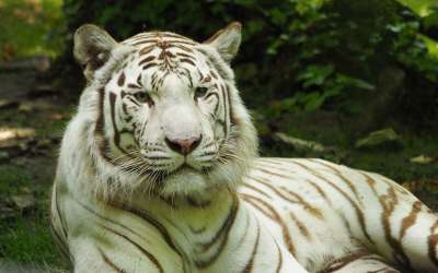 动物 猫科动物 捕食者 虎 动物园 白色的老虎