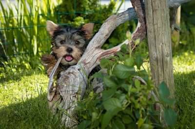 狗 小狗 约克夏犬 纯种狗 动物 家畜 哺乳动物 探索 好奇的