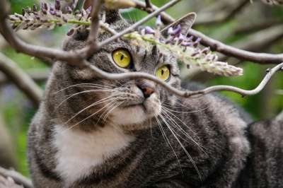 猫 手表 爬 细心 警惕的 分行 老虎 英国短毛猫 家猫 树