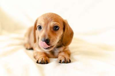 小狗 狗 腊肠犬 棕色 舌头 舔