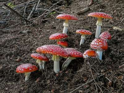 鹅膏菌 毒蝇 毒蝇伞 蘑菇 Amanitas 红色的 危险 有毒的