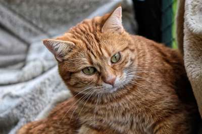 猫 宿醉 红色的 可爱的 鲭鱼 老虎 舒适 动物 家猫 毛皮