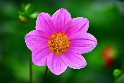 Cosmea 花落 宇宙 粉红色的花 花瓣 粉红色的花瓣 盛开