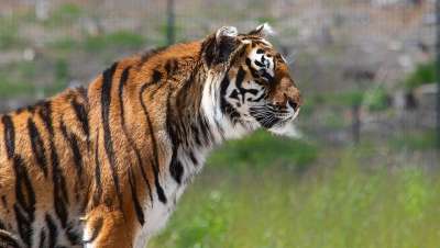 老虎 哺乳动物 动物 野生动物 捕食者 大猫 西伯利亚虎 有条纹的