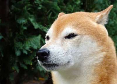 狗 动物 哺乳动物 柴犬 品种 宠物 犬类 朋友 伴侣 柴犬