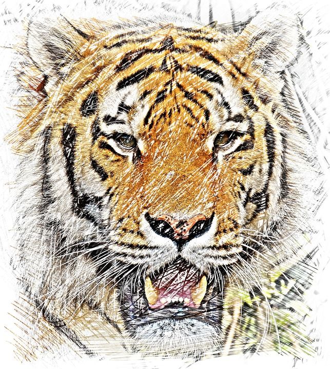 老虎 画画 动物 捕食者 猫 大猫 野猫 危险的