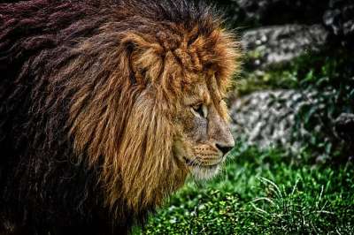 狮子 捕食者 危险的 鬃毛 大猫 男性 动物园 野生动物 非洲