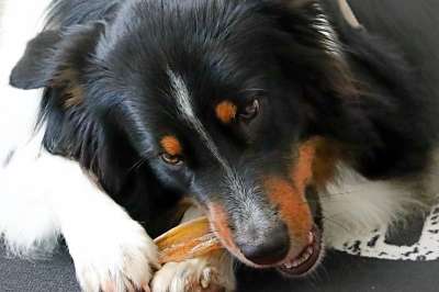 狗 嚼骨头 澳大利亚牧羊犬 家畜 动物 野生动物