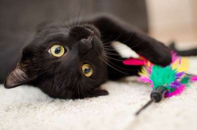 猫 放宽 宠物 家猫 黑猫 普通猫 冷静的猫 看猫 金色的眼睛