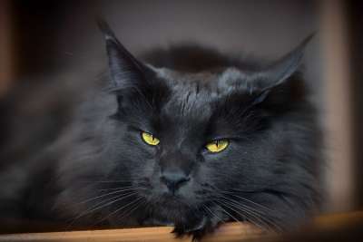 猫 黑色的 眼睛 肖像 灰色的 头 猫科动物
