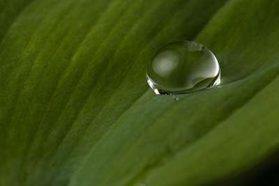 叶子 雨 自然 特写 植物学 雨 雨 雨 雨 雨
