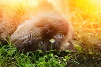猫 英国短毛猫 纯种 毛皮 棕色的 浅褐色的 蓝眼睛 可爱的