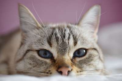 猫 看 蓝色的 猫科动物 动物 眼睛 肖像 可爱
