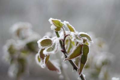 寒冷的 弗罗斯特 冬天 假日 喝 自然 冷冻的 雪 装饰品