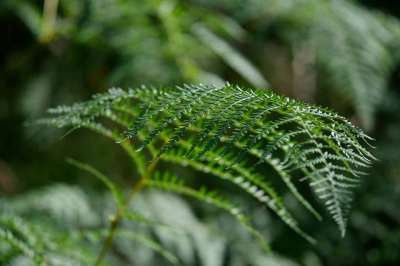 蕨类 植物 绿色的树叶 自然 森林 叶子 绿化