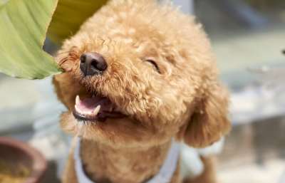 狗 微笑 户外 糊状的 品种 小 贵宾犬 贵宾犬 贵宾犬