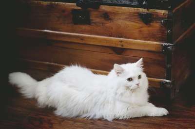 猫 白色猫咪 白色的 宠物 国内的 动物 猫科动物 可爱的 小猫