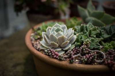 仙人掌 植物群 花朵 锅 盆栽 多汁的 家禽 煲 花园 园艺