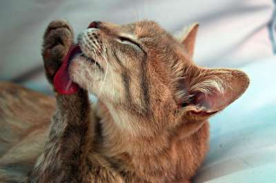 猫 小猫 舔 干净的 舌头 鲭鱼 猫脸